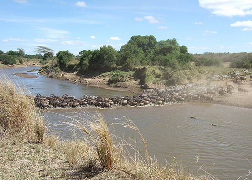 Mara River Crossing